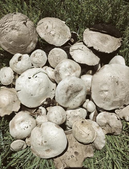 白色大蘑菇是什么品种？-图1