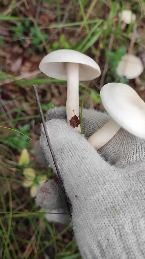 白色大蘑菇是什么品种？-图2