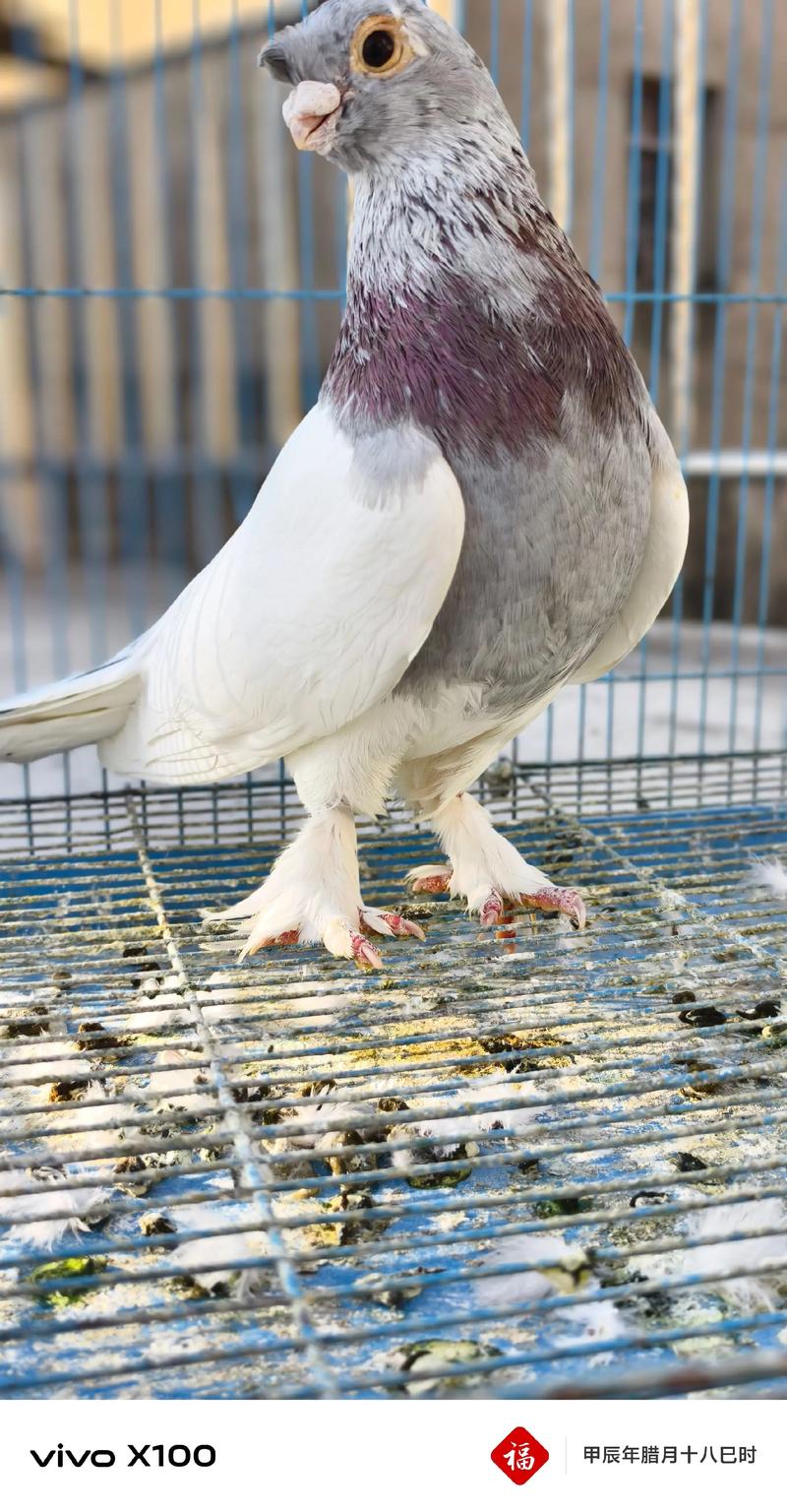 北京鸽子养殖加盟价格多少？-图2