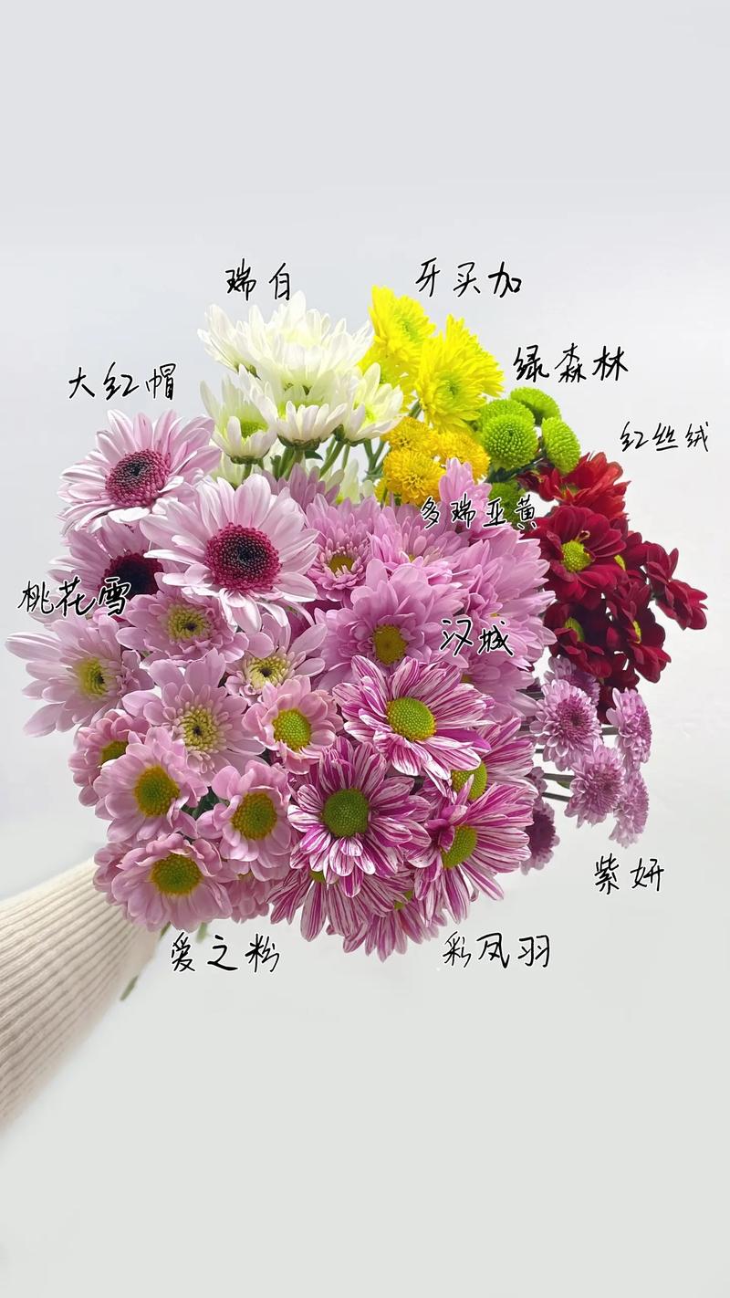 进口切花菊品种有哪些？-图1