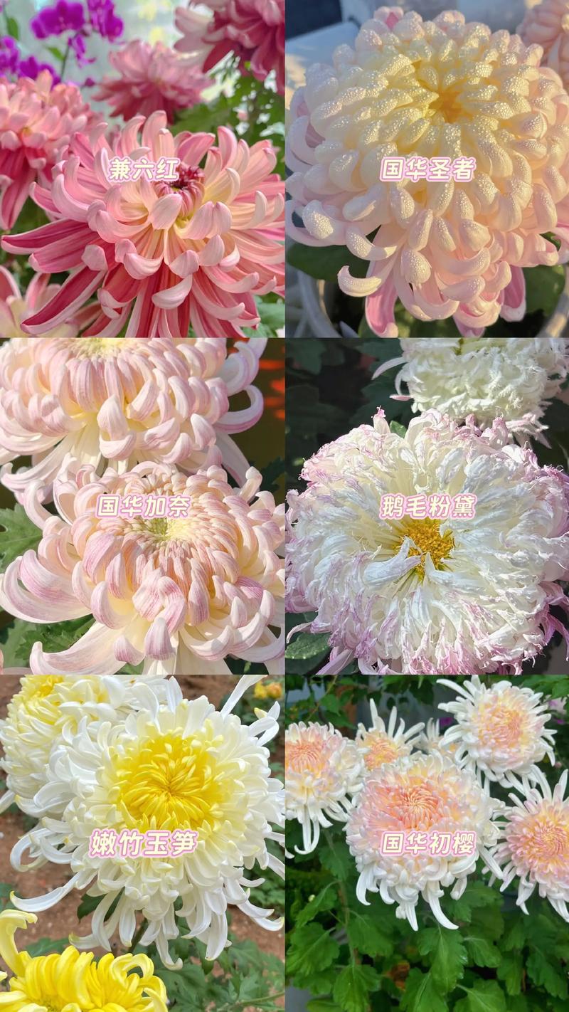 进口切花菊品种有哪些？-图2