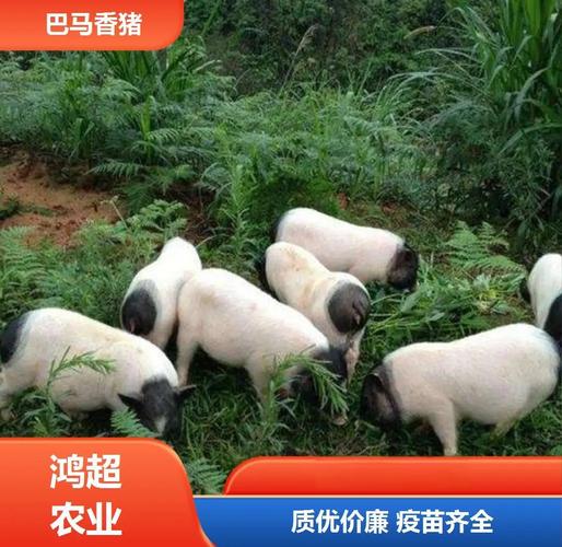 鹅猪适合牧草养殖的品种有哪些？-图2