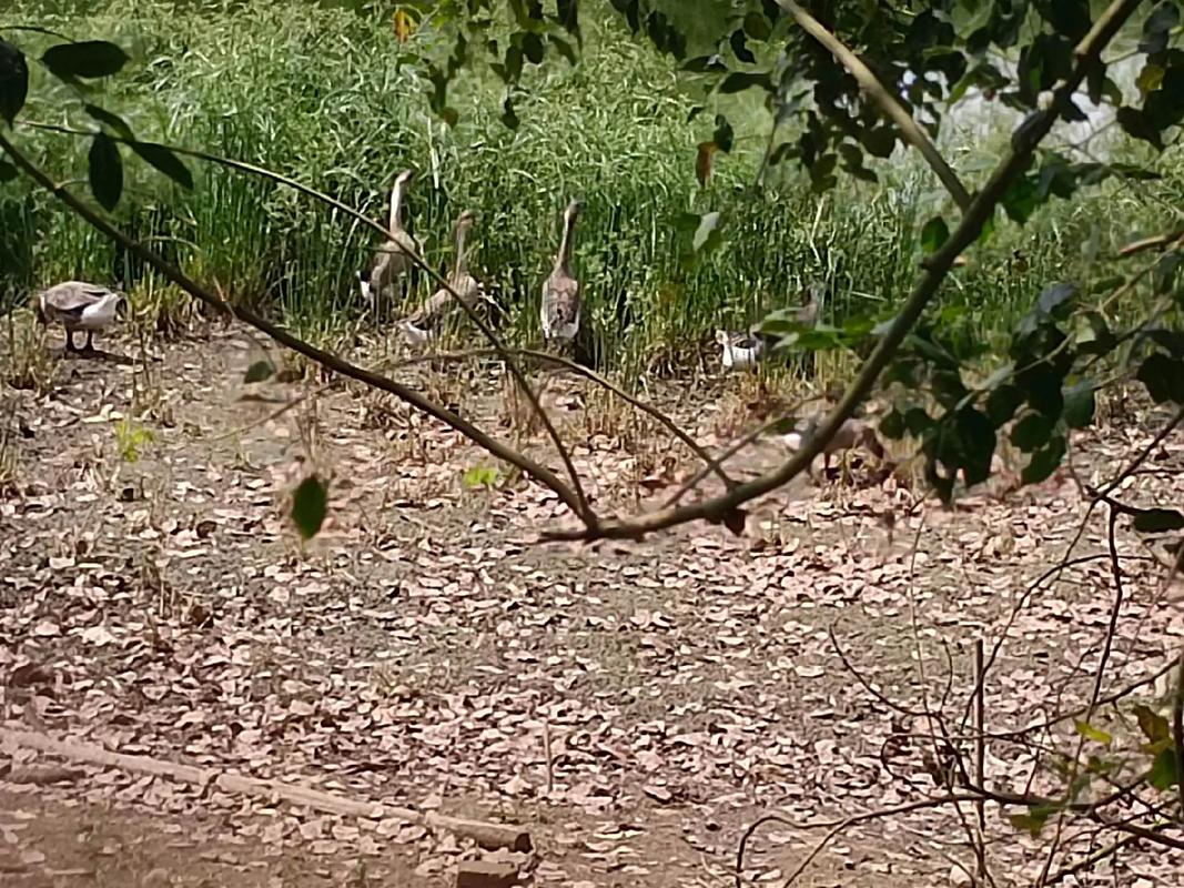 鹅猪适合牧草养殖的品种有哪些？-图1