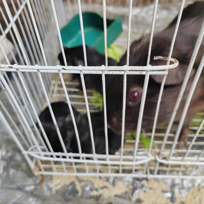 黑豚鼠养殖技术视频怎么学？-图1