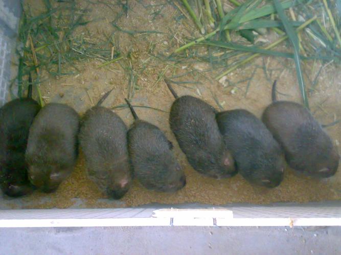 黑豚鼠养殖技术视频怎么学？-图2