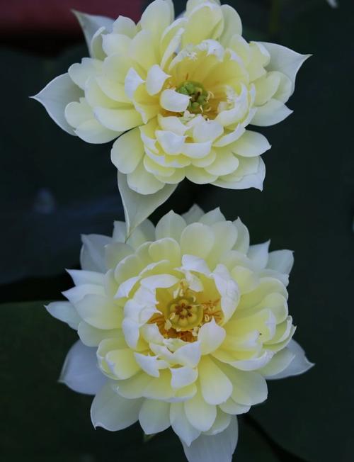 碗莲哪些品种易开花？-图1