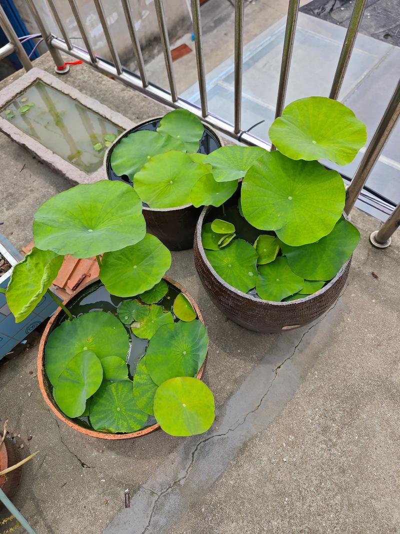 碗莲哪些品种易开花？-图2