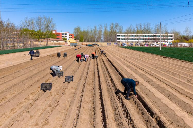 山西临汾山药种植技术有哪些关键要点？-图1