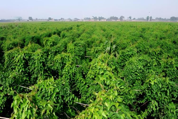 山西临汾山药种植技术有哪些关键要点？-图2