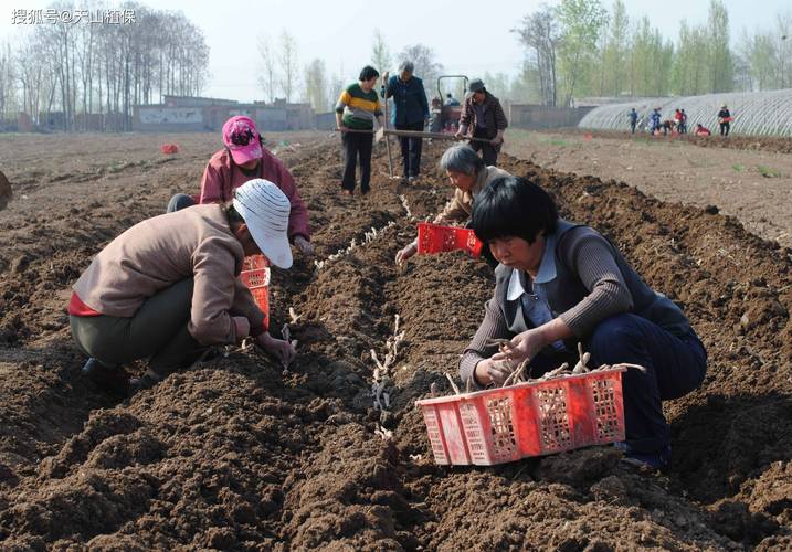 山西临汾山药种植技术有哪些关键要点？-图3
