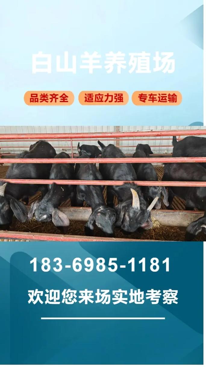 波尔山羊养殖技术与价格多少？-图1