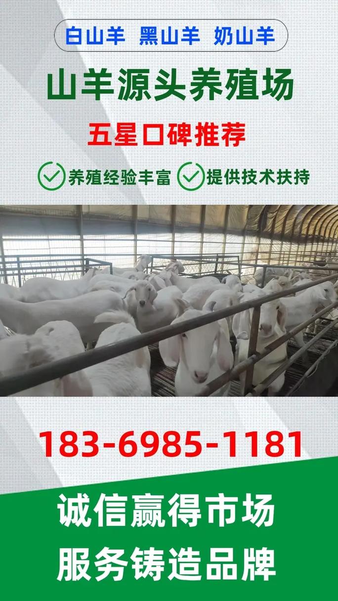 波尔山羊养殖技术与价格多少？-图2