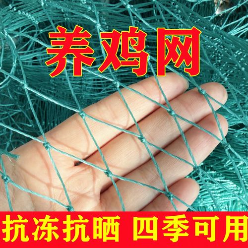 网上养鸡技术有哪些要点？-图2