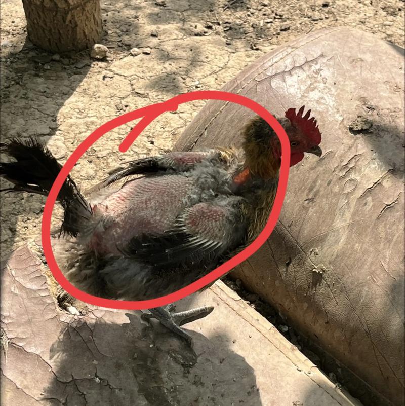 网上养鸡技术有哪些要点？-图3