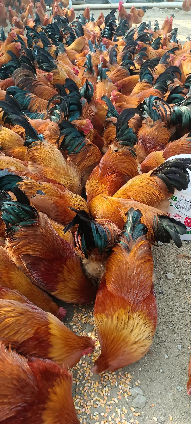 2025土鸡价格会涨还是跌？-图3