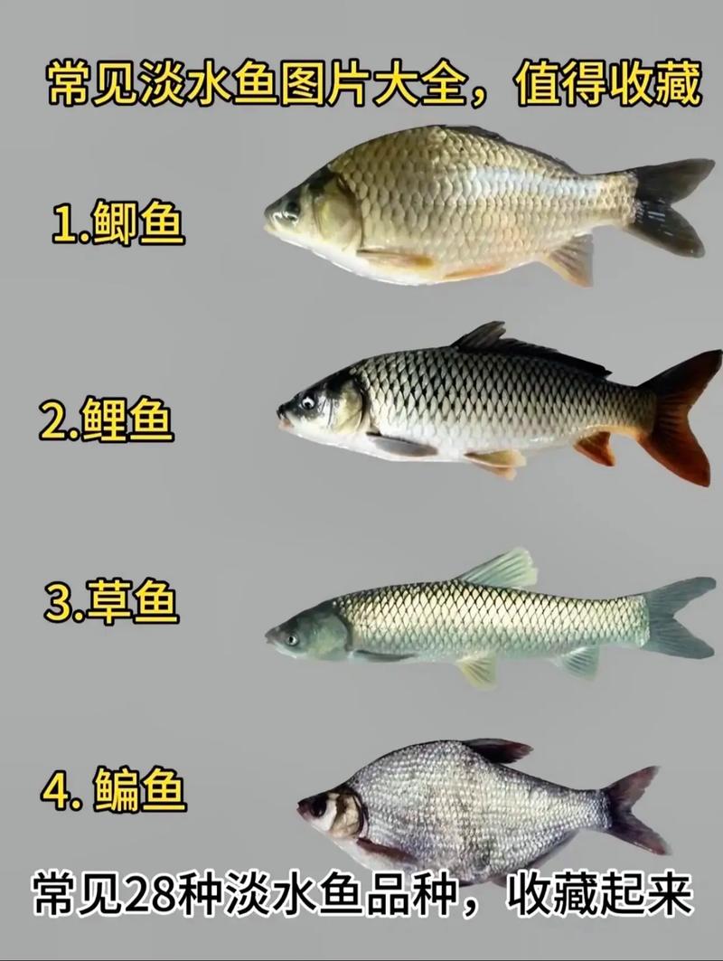 单养适合哪些鱼品种？-图2