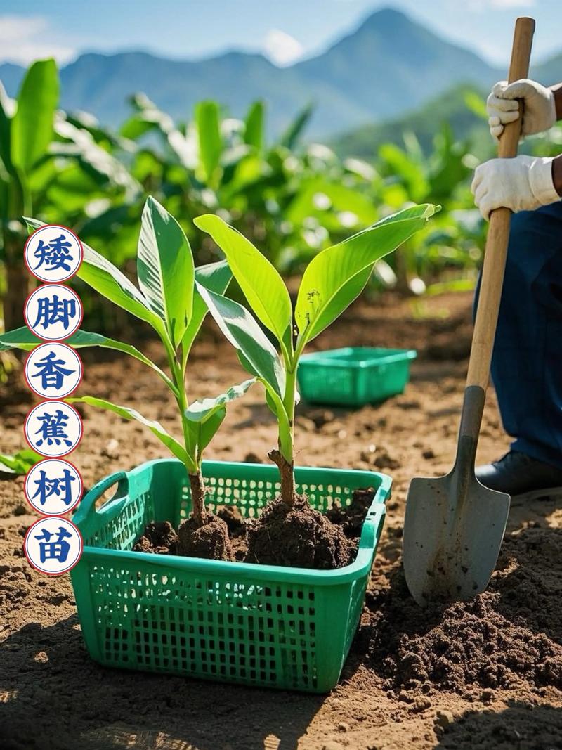 香蕉种植图解，关键技术有哪些？-图1