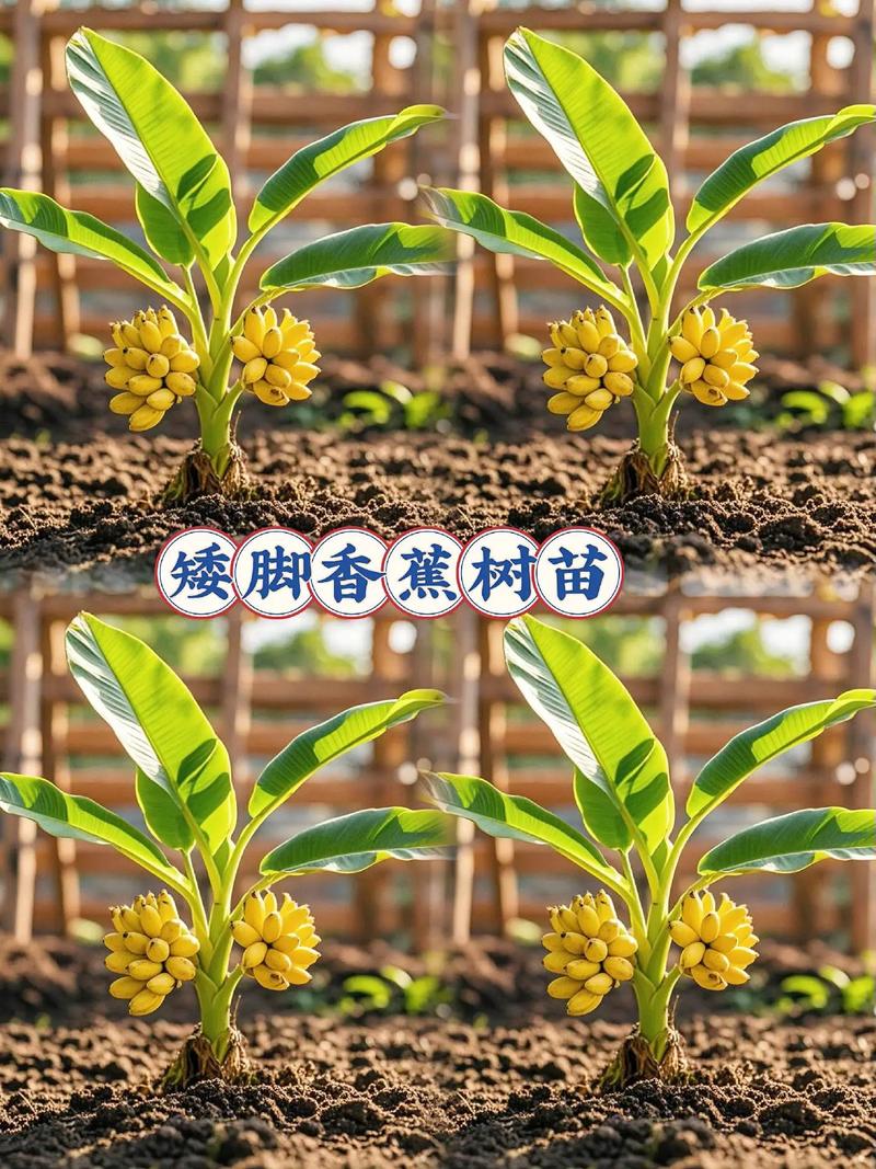 香蕉种植图解，关键技术有哪些？-图2