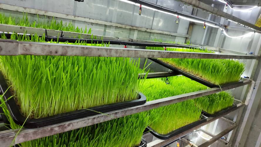 牧草都有哪些种植技术-图2