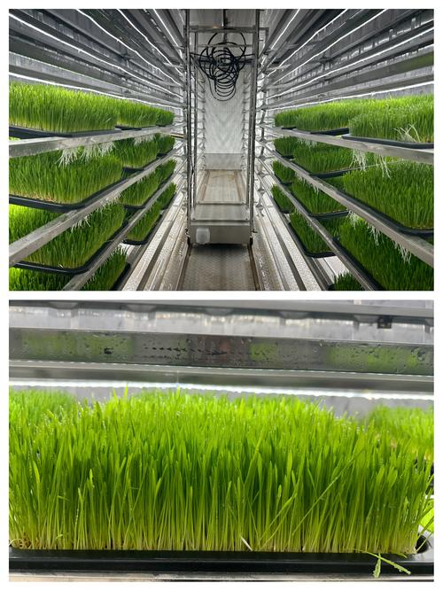 牧草都有哪些种植技术-图3