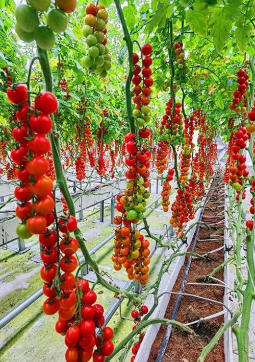 水果西红柿如何高效种植？-图1