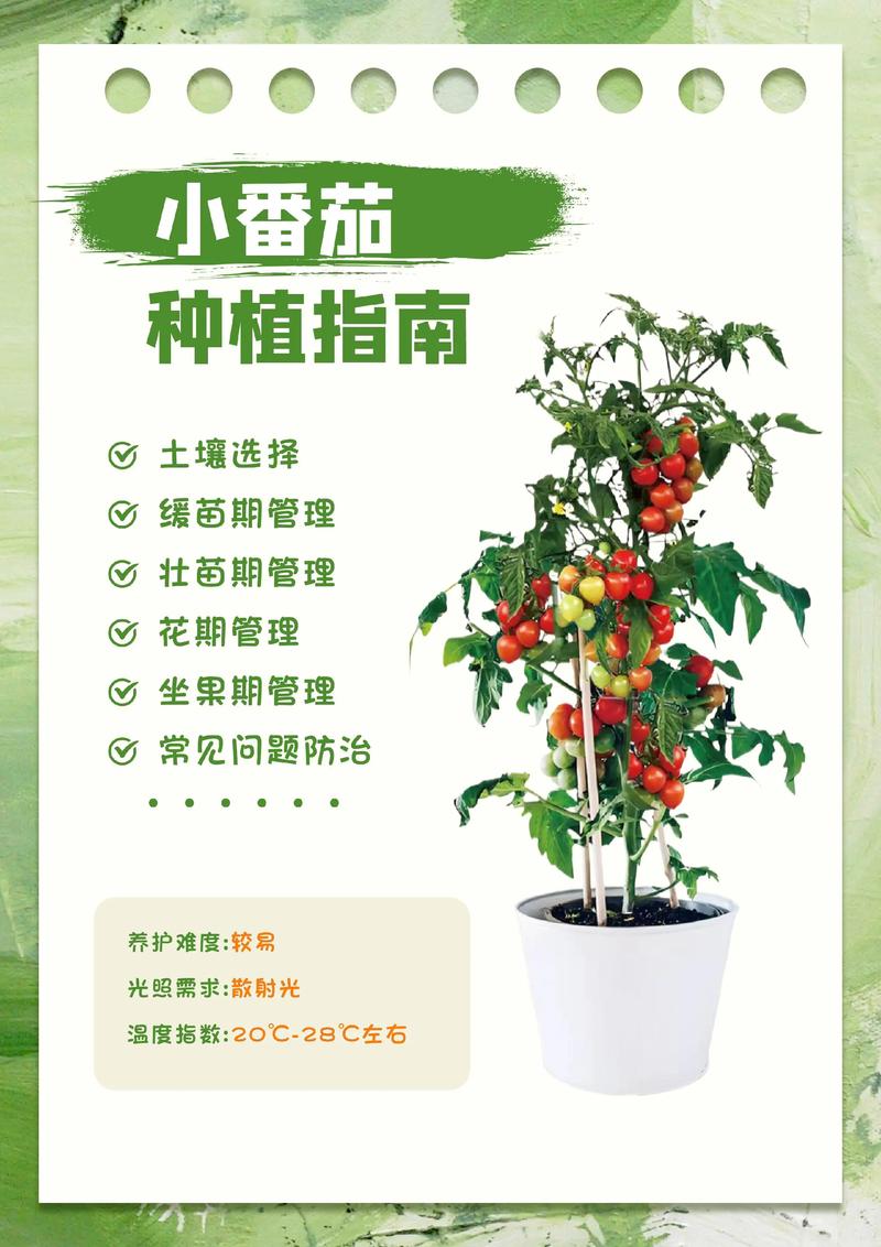 水果西红柿如何高效种植？-图2