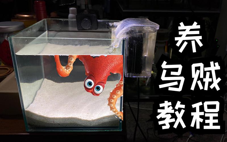 养殖乌贼视频怎么学技术？-图2