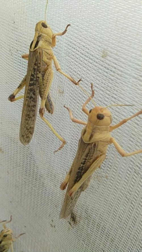 东亚飞蝗养殖技术视频怎么学？-图2