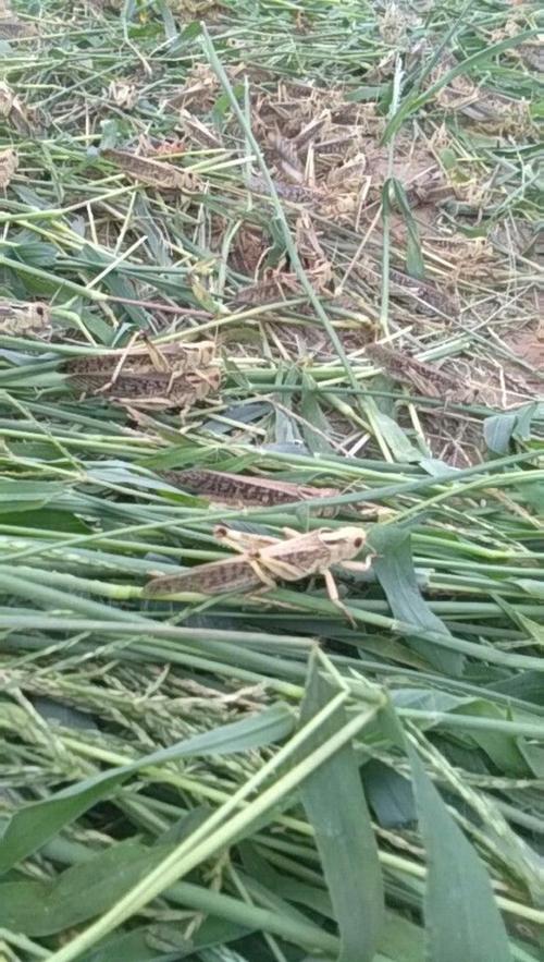 东亚飞蝗养殖技术视频怎么学？-图3