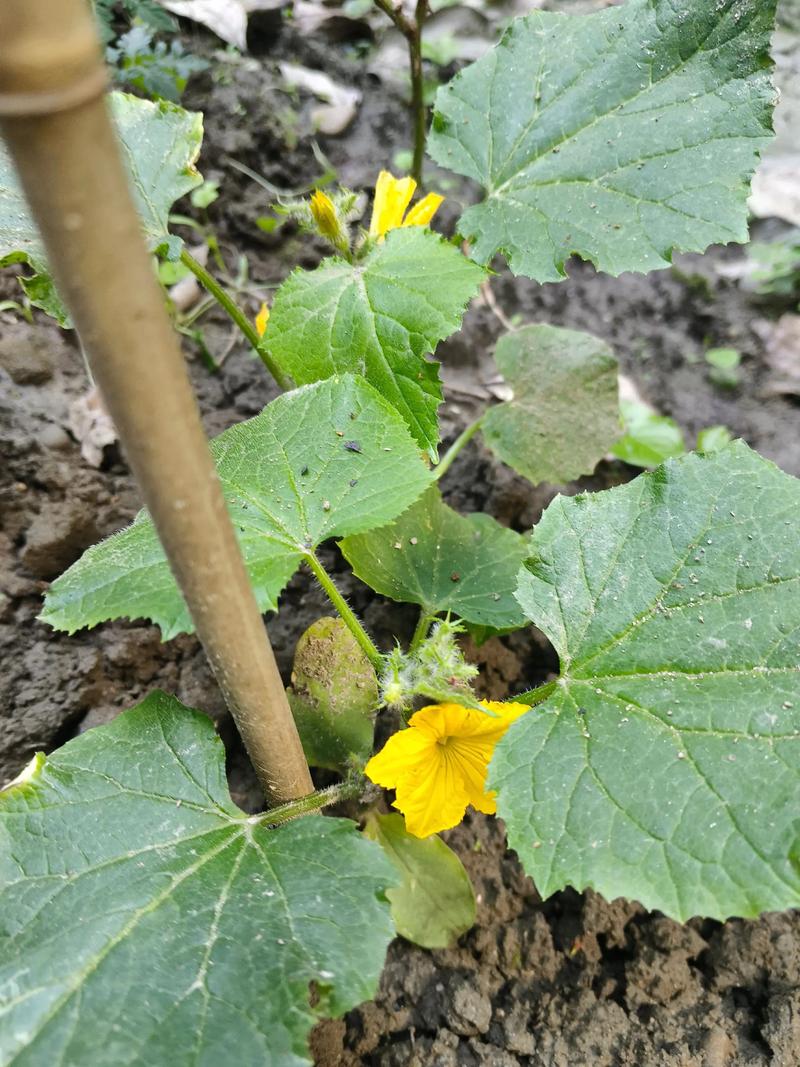 早春黄瓜育苗视频，关键技术要点有哪些？-图3