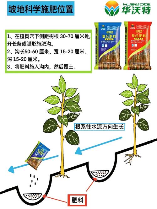 快速桉树育苗技术如何高效应用？-图1