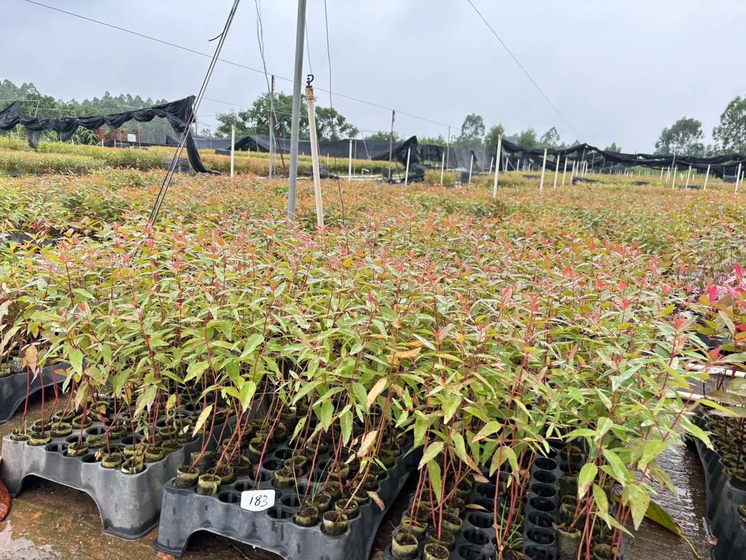 快速桉树育苗技术如何高效应用？-图2