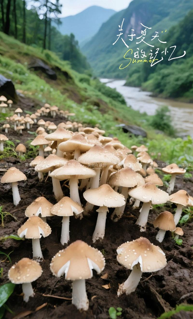 农村个体蘑菇种植技术要点有哪些？-图1