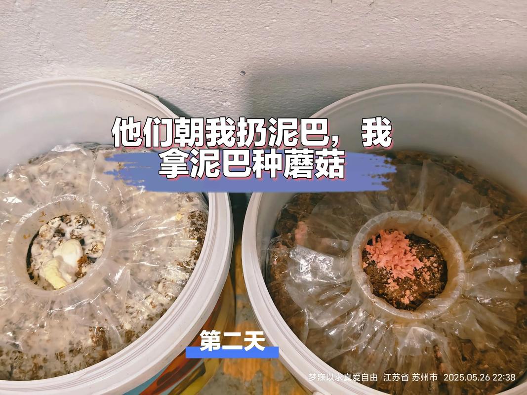 农村个体蘑菇种植技术要点有哪些？-图3