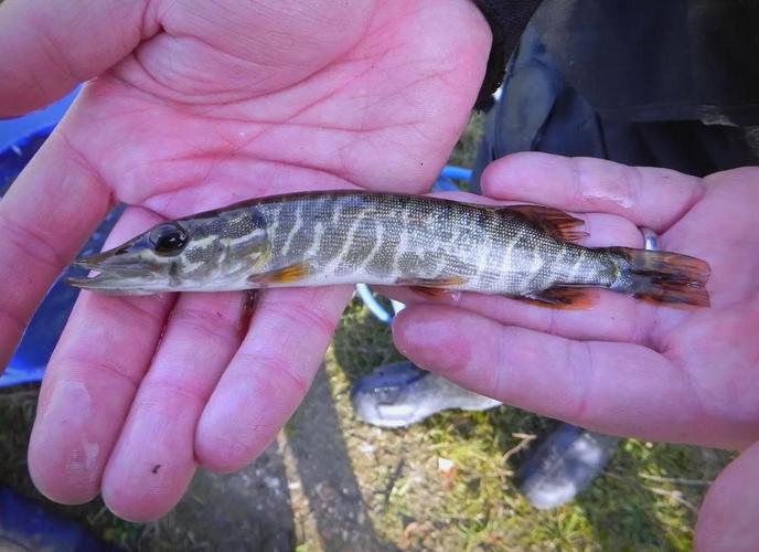 云南白斑狗鱼养殖技术-图1