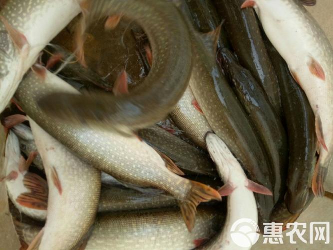 云南白斑狗鱼养殖技术-图3