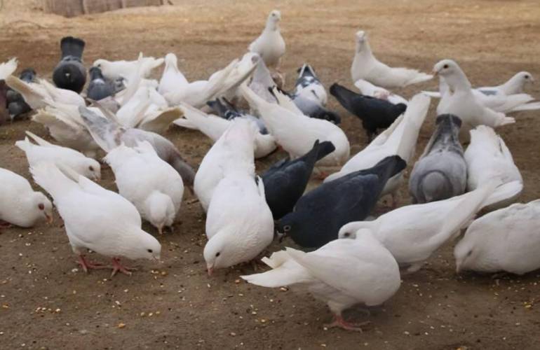 鸽子野鸡养殖技术视频怎么学？关键技巧有哪些？-图2