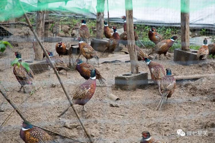 鸽子野鸡养殖技术视频怎么学？关键技巧有哪些？-图3