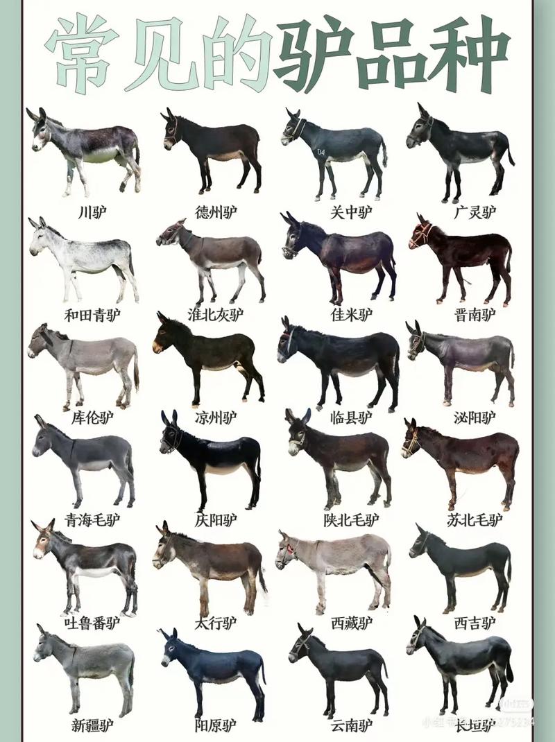 驴中体型最大的是哪个品种？-图2
