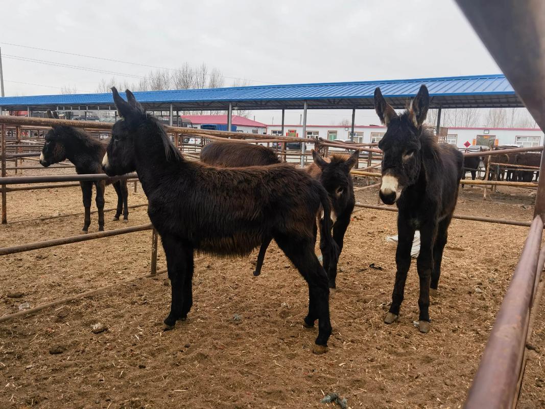 驴中体型最大的是哪个品种？-图3