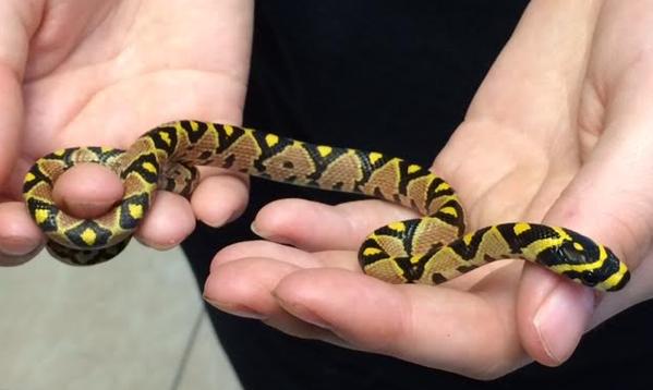 哪种无毒蛇养殖最赚钱？-图2