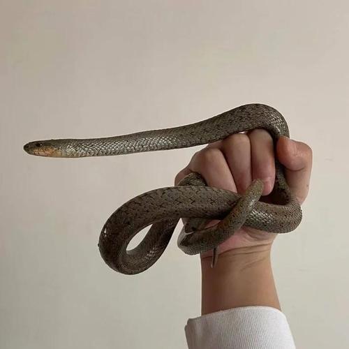 哪种无毒蛇养殖最赚钱？-图1