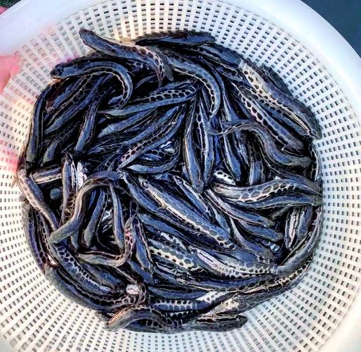 东营黑鱼养殖技术视频，如何高效掌握核心要点？-图1