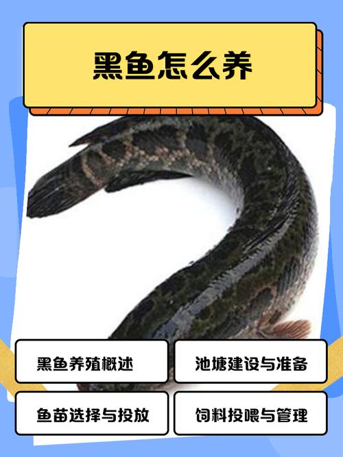东营黑鱼养殖技术视频，如何高效掌握核心要点？-图3
