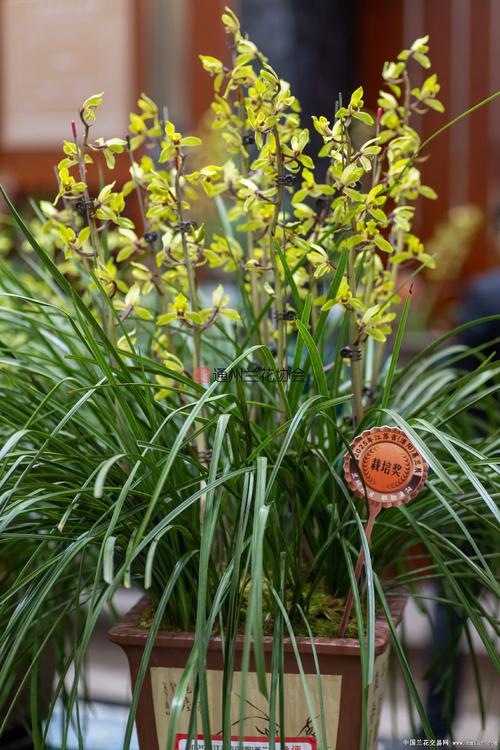 江苏兰花品种有哪些？-图1