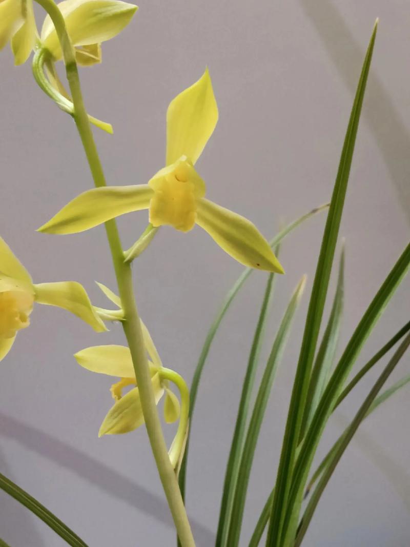 江苏兰花品种有哪些？-图2