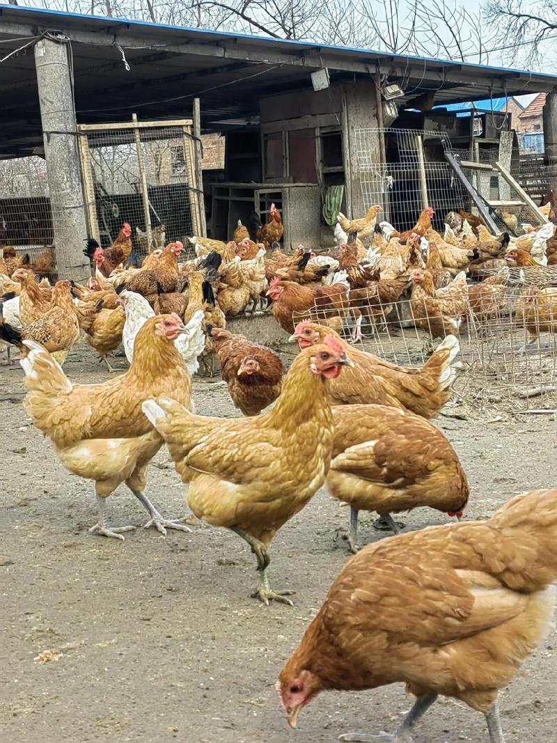 高产蛋鸡品种怎么选？-图3