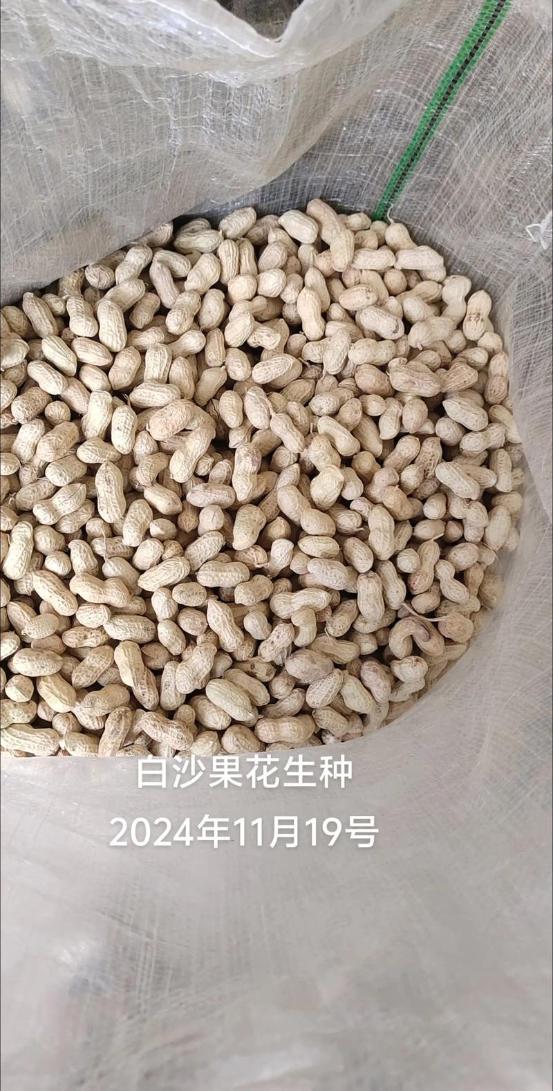 沙地种花生，哪个品种高产？-图1