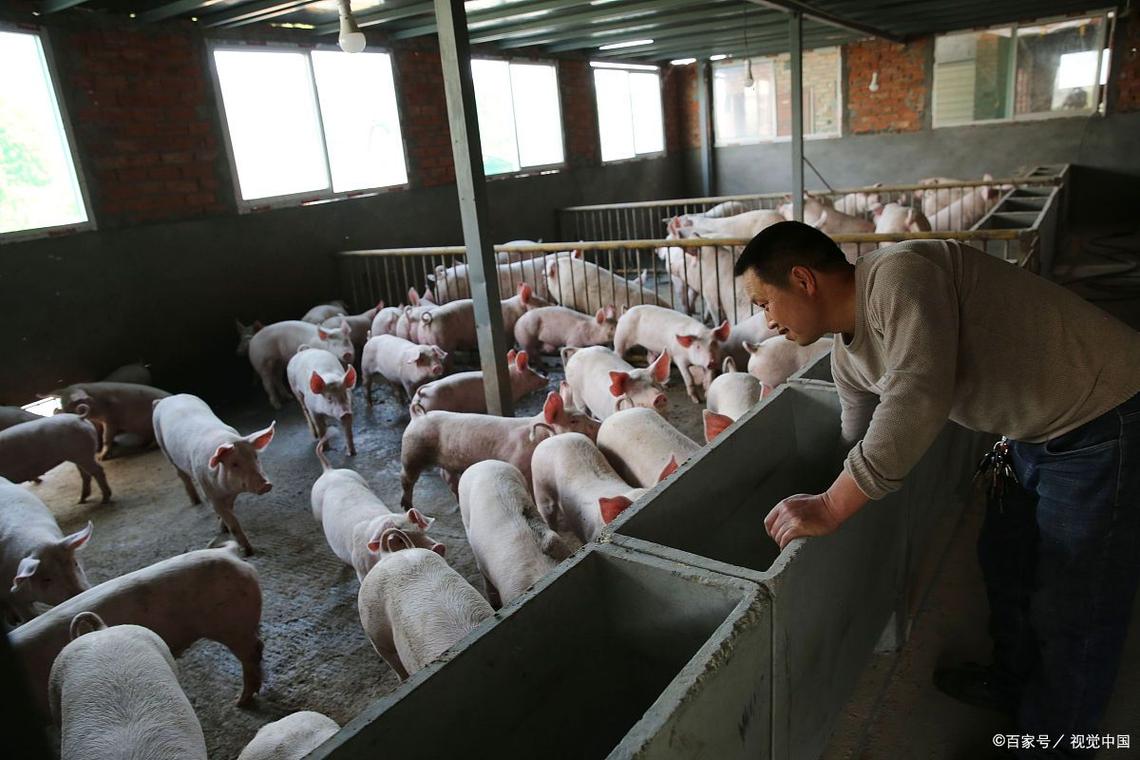 山猪养殖技术视频有哪些要点？-图1