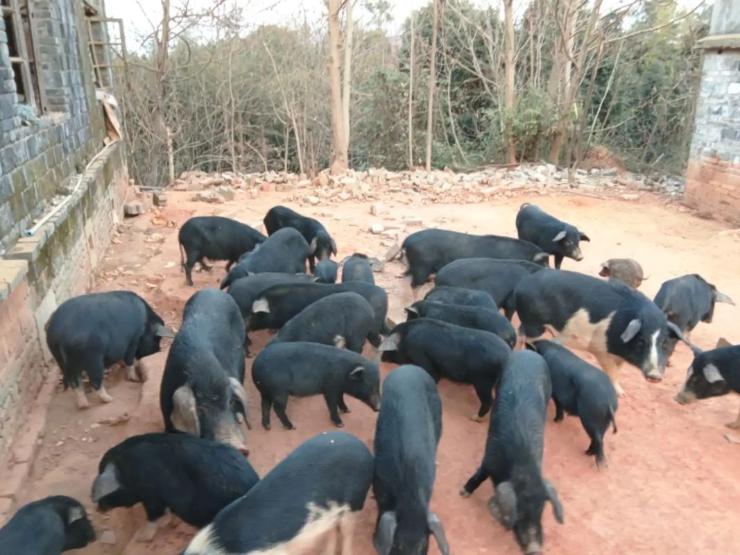 山猪养殖技术视频有哪些要点？-图2